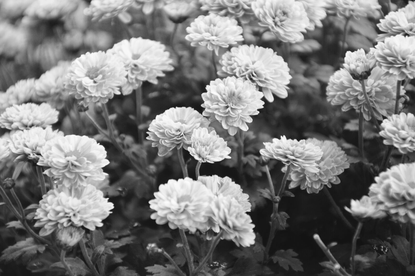 Nikon D5200 sample photo. Flower, flowers, photo black photography