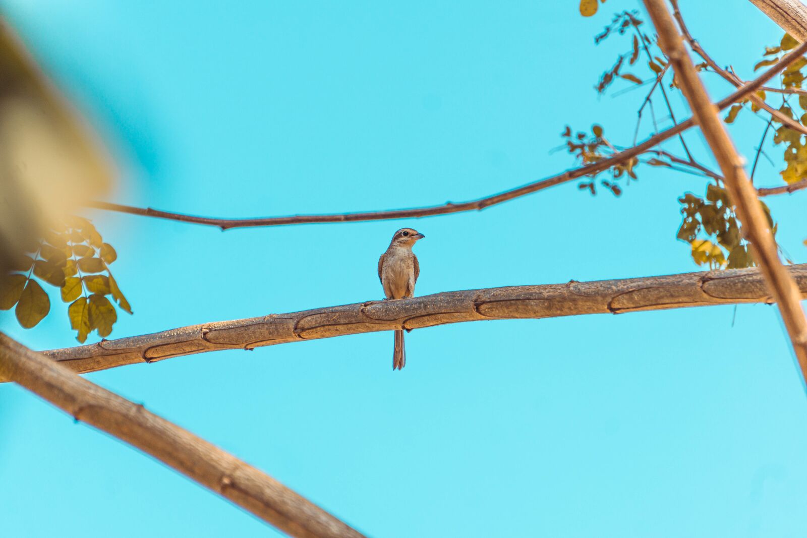 Sony E 55-210mm F4.5-6.3 OSS sample photo. Bird, nature, branch photography