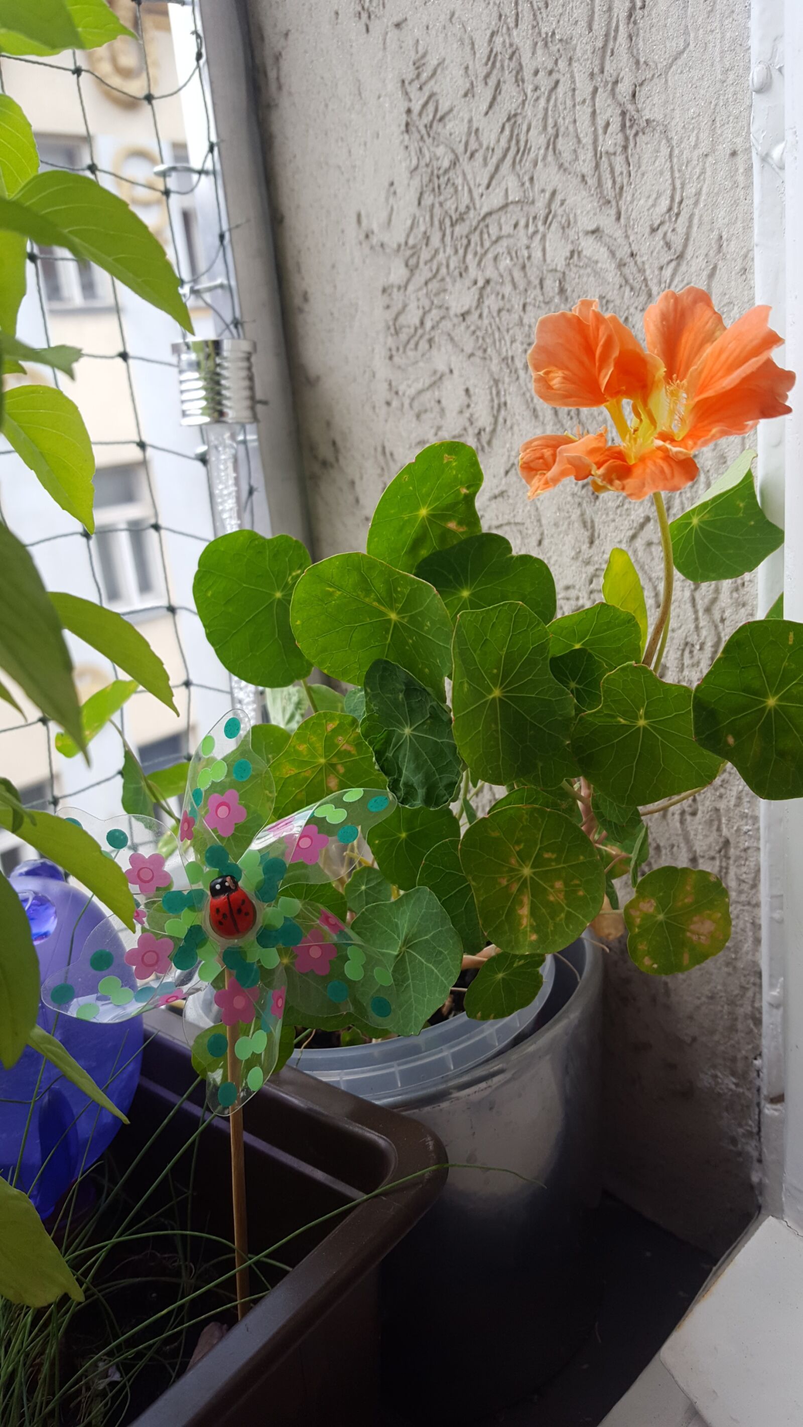 Samsung GALAXY S6 edge sample photo. Flower, window sill, nasturtium photography