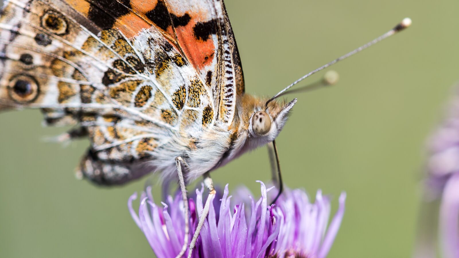Nikon D7100 sample photo. Butterfly, flower, blossom photography
