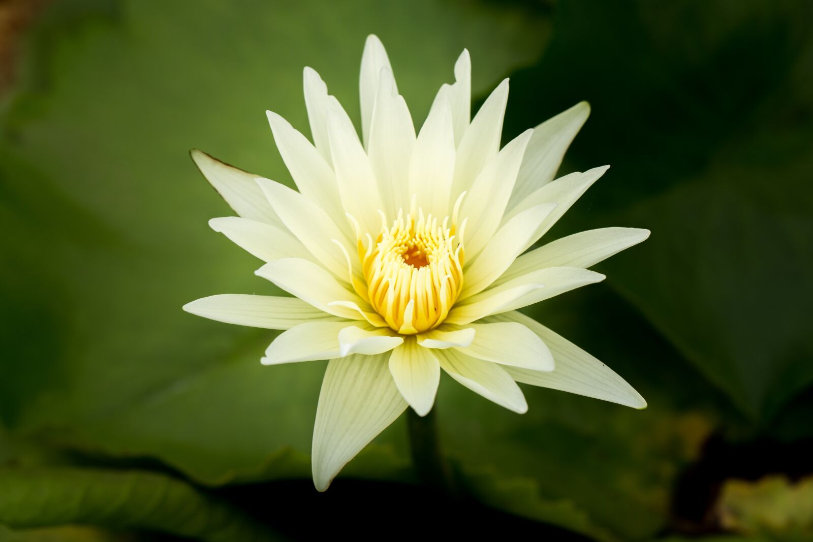 Canon EF 100mm F2.8L Macro IS USM sample photo. Water lily, nuphar lutea photography