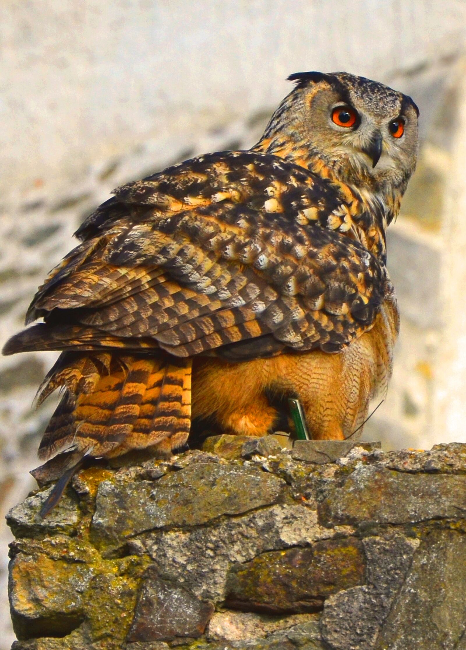 Nikon D5100 sample photo. Owl, bird, animals photography