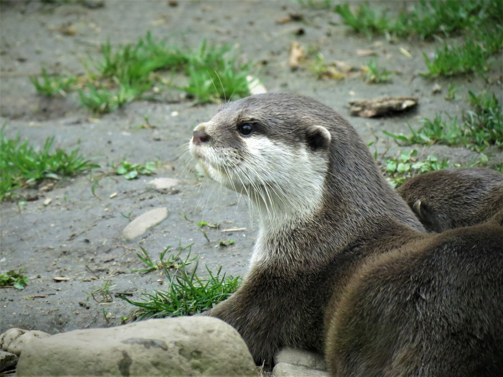 Canon PowerShot SX40 HS sample photo. Otter, adder, animal photography