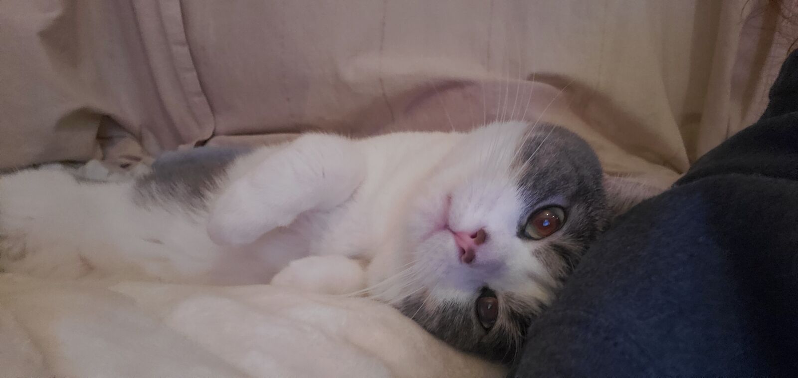 Samsung Galaxy S10 sample photo. Cat, white, grey photography