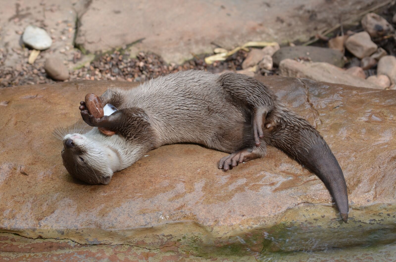Nikon D5100 sample photo. Otter, animal, wild photography