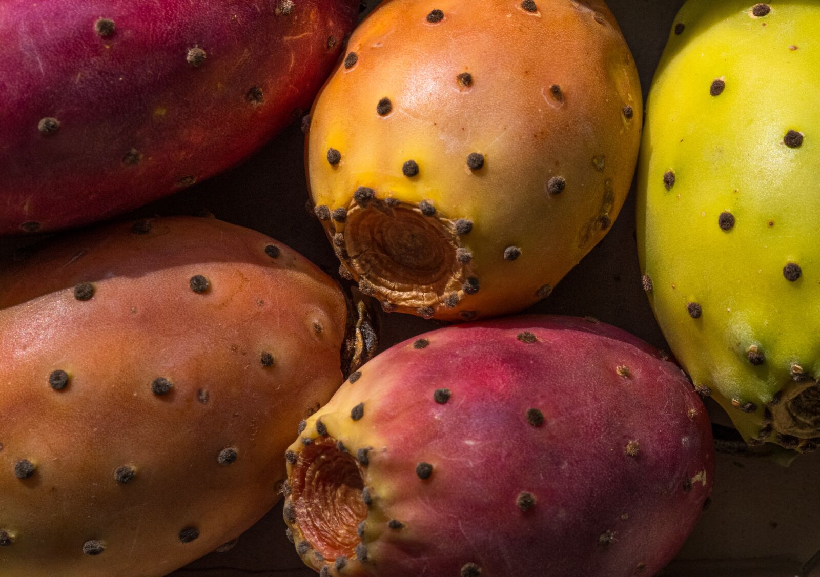 Sigma sample photo. Fruit, prickly pear, color photography