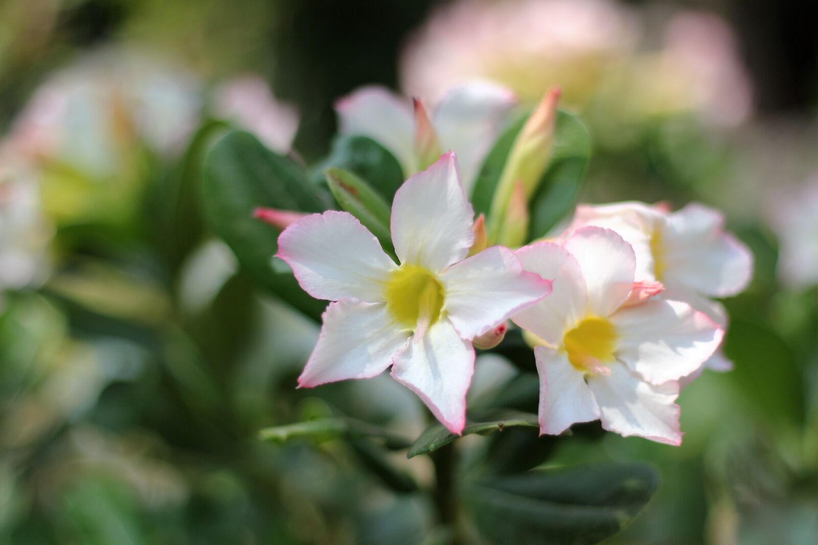 Canon EF 50mm F1.8 II sample photo. S photography