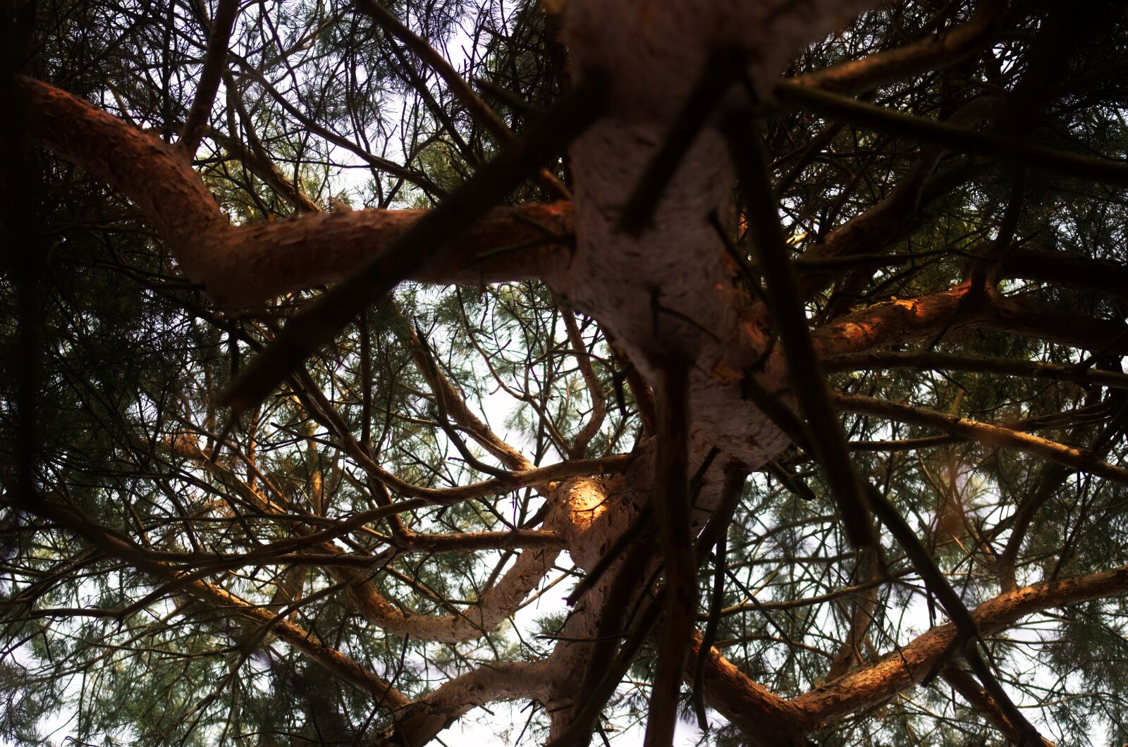 Nikon D5100 sample photo. Twigs, tree, branches photography