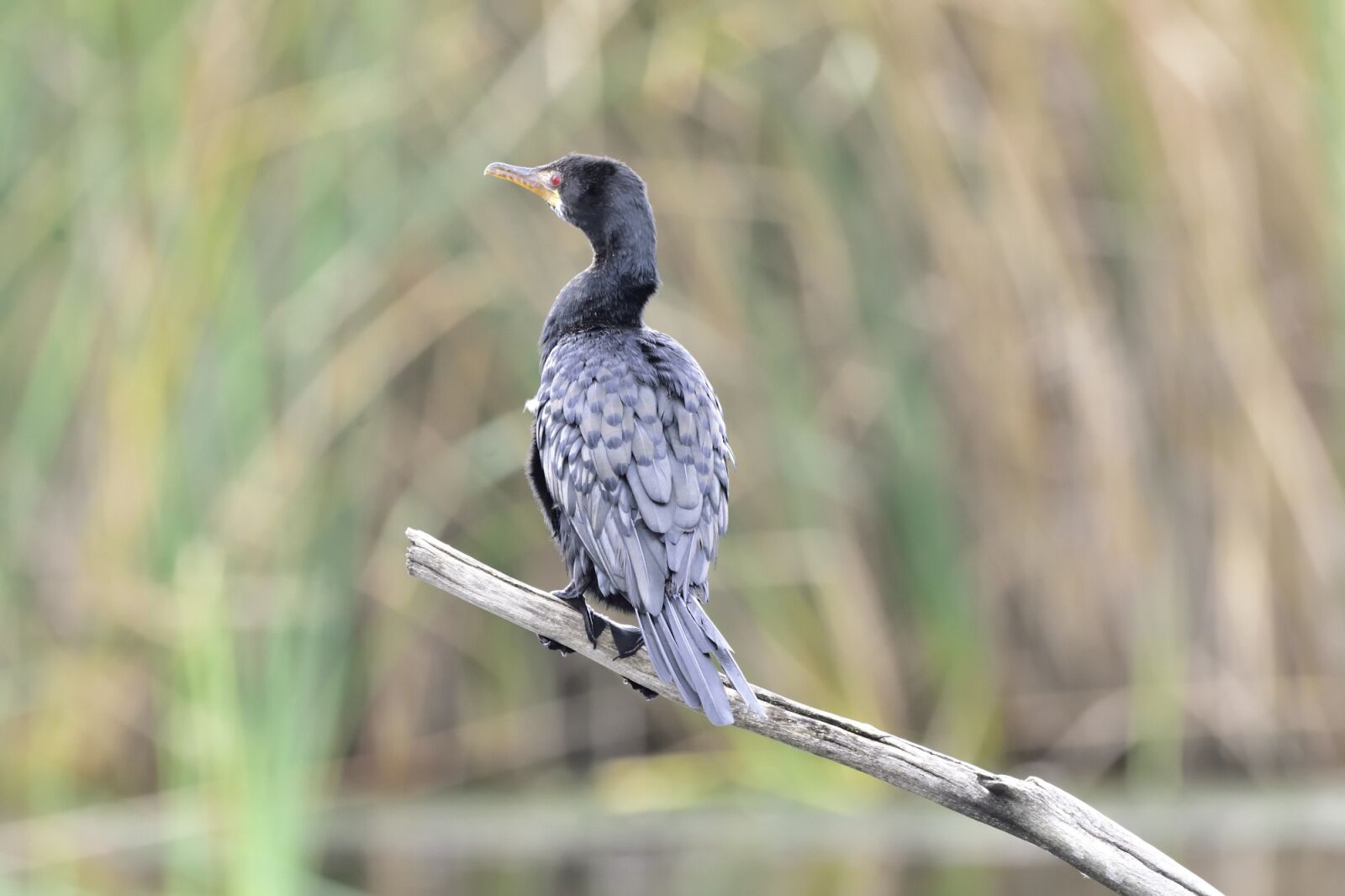 Nikon D7200 sample photo. Bird, nature, animal photography