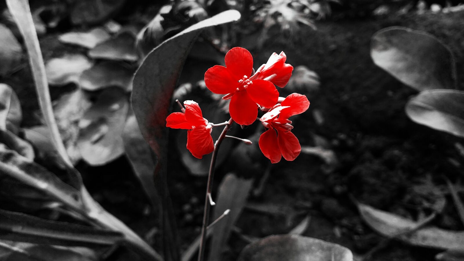 LG G3 CAT.6 sample photo. Flowers, red, red, black photography