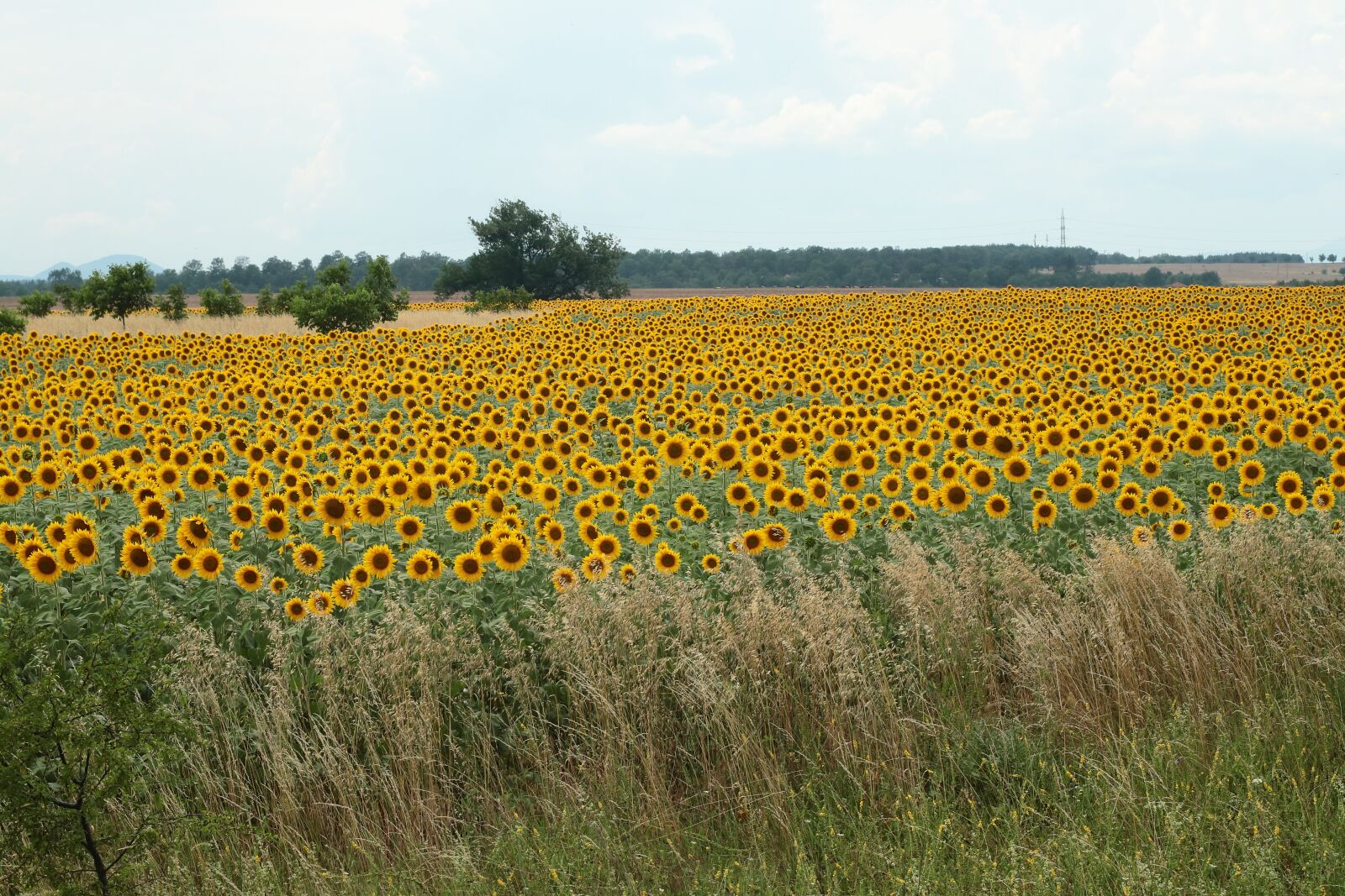 Canon EOS 77D (EOS 9000D / EOS 770D) sample photo. Field, sunflower, flowers photography