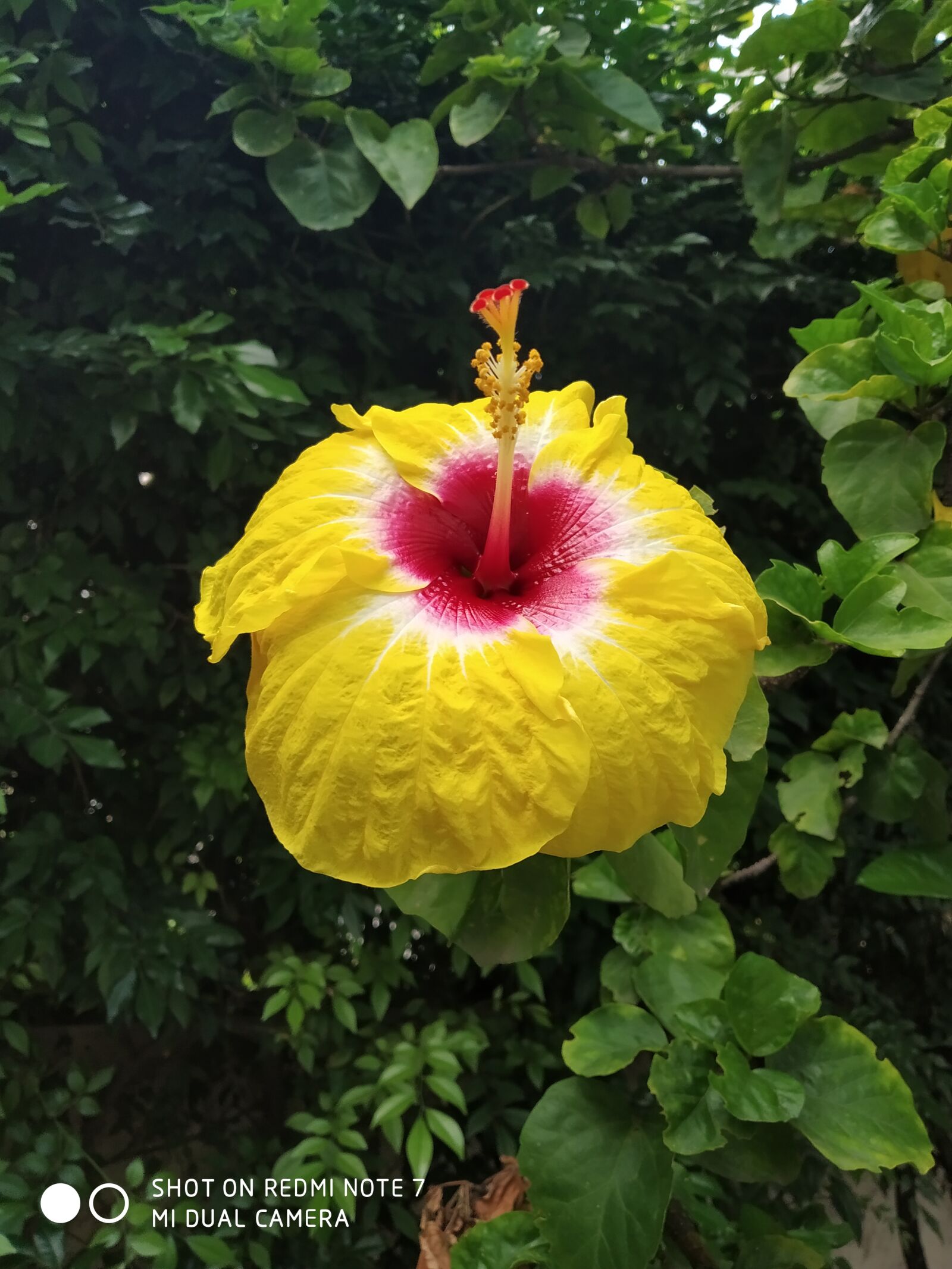 Xiaomi Redmi Note 7 sample photo. Hibiscus, yellow nature, flowers photography