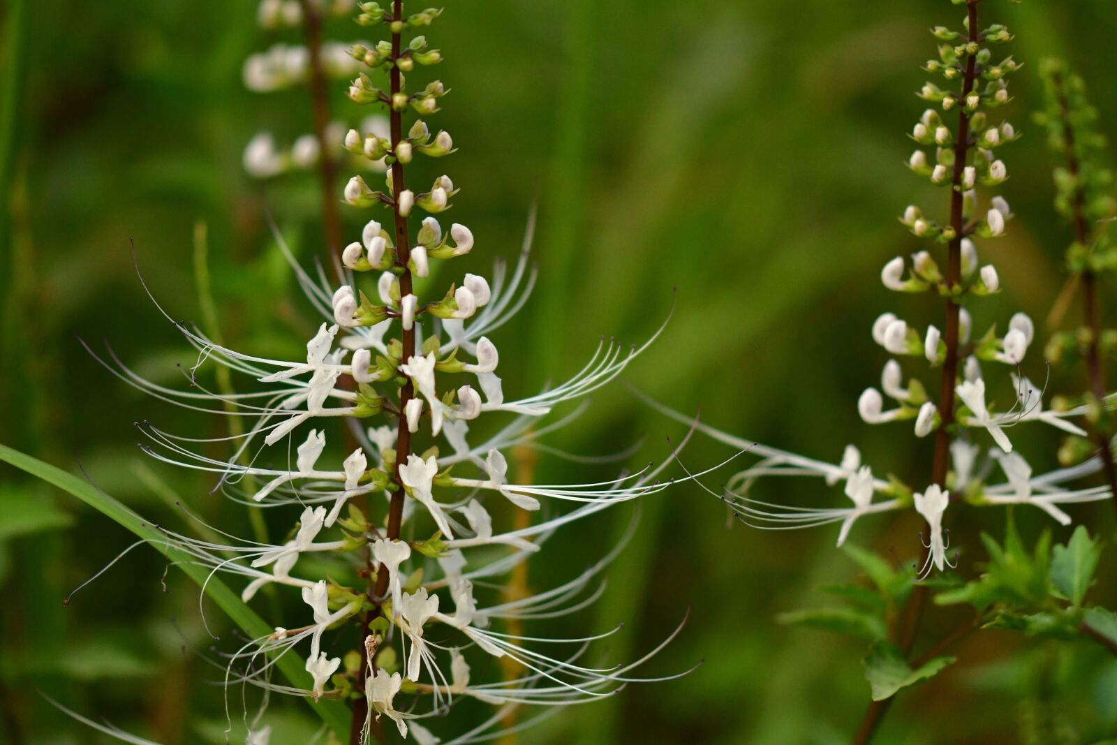 Nikon D500 sample photo. Cat's whiskers, medicinal plant photography