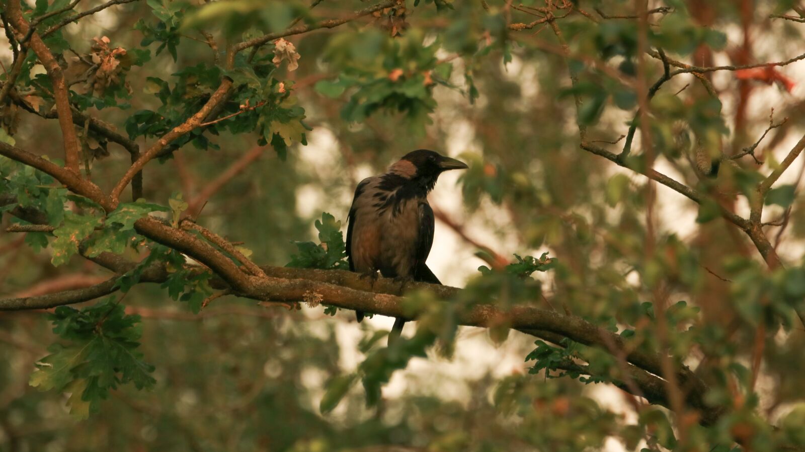 150-600mm F5-6.3 DG OS HSM | Contemporary 015 sample photo. Evening, bird, branch photography