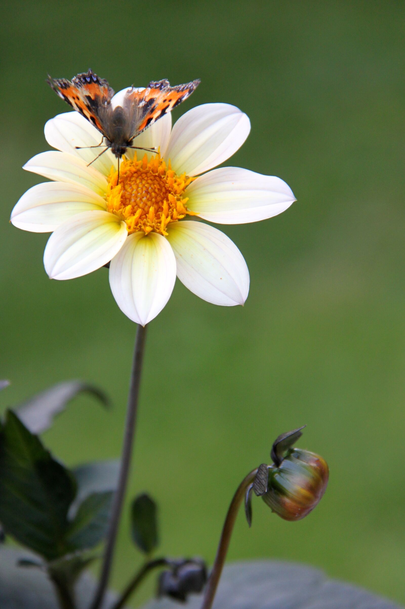 Canon EOS 500D (EOS Rebel T1i / EOS Kiss X3) sample photo. Butterfly, flower, summer photography