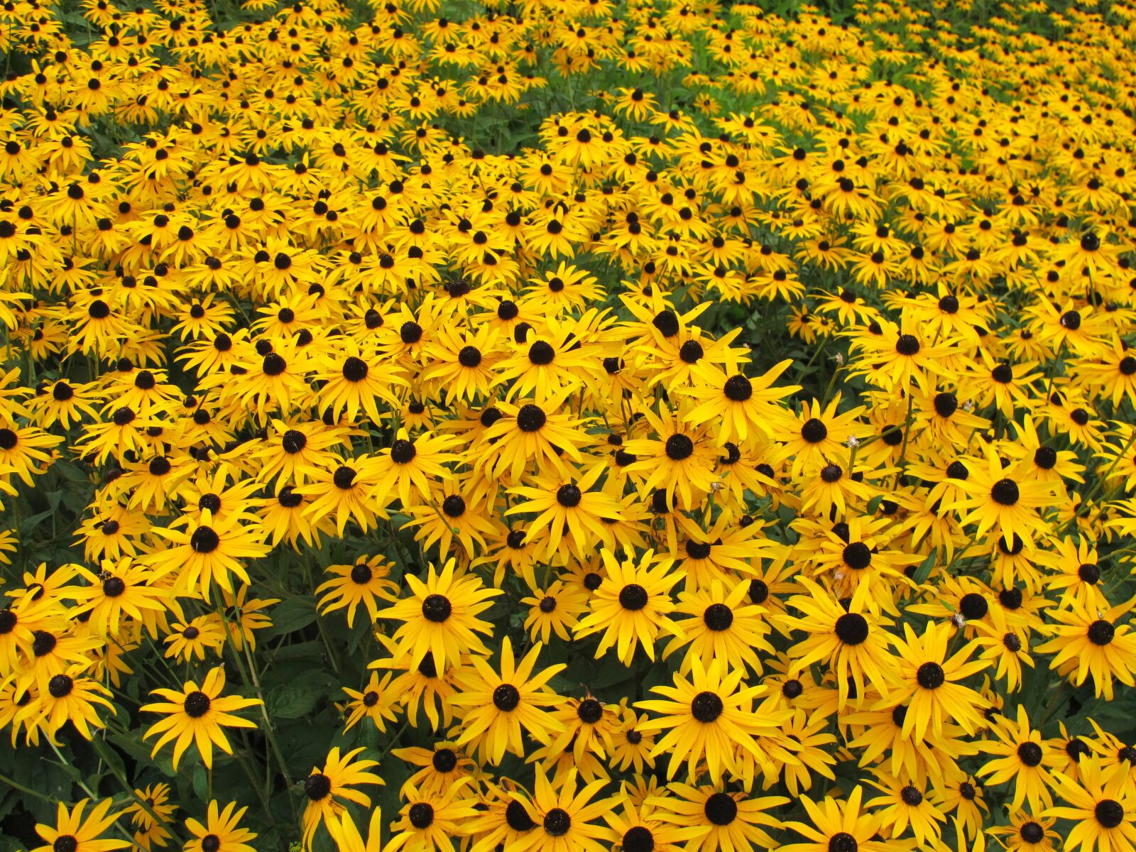 Canon PowerShot G12 sample photo. Flower, bloom, joy photography