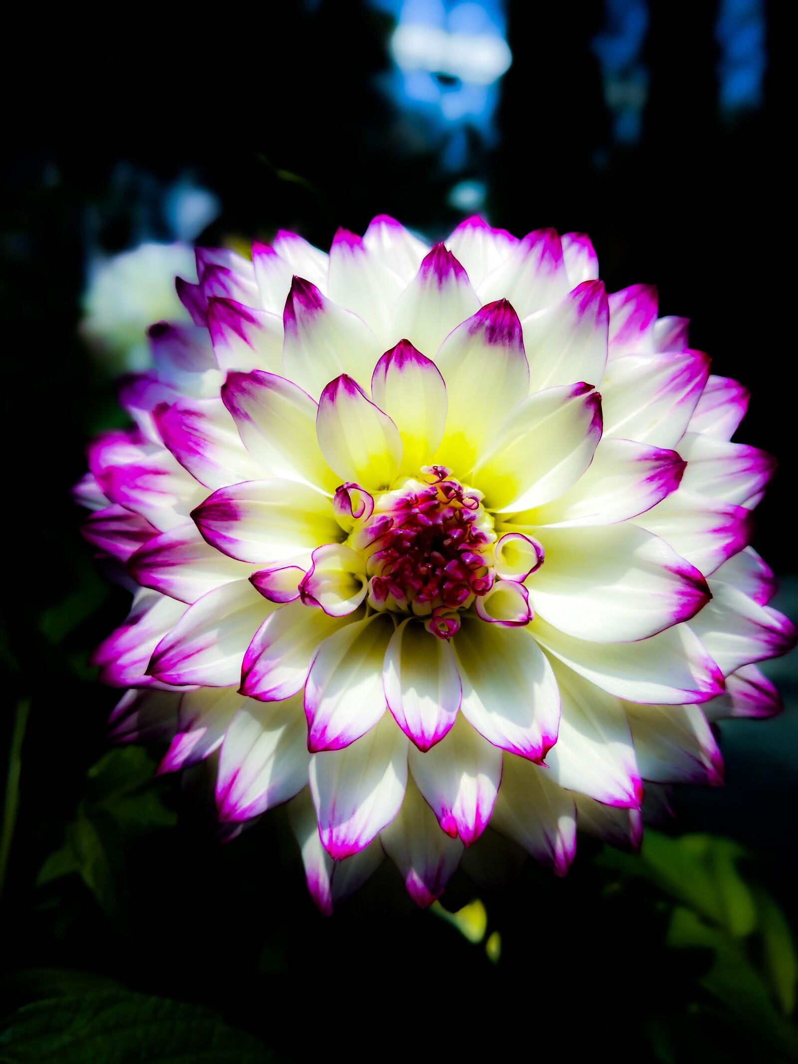 HUAWEI Mate 10 Pro sample photo. Singapore, botanical garden, large photography
