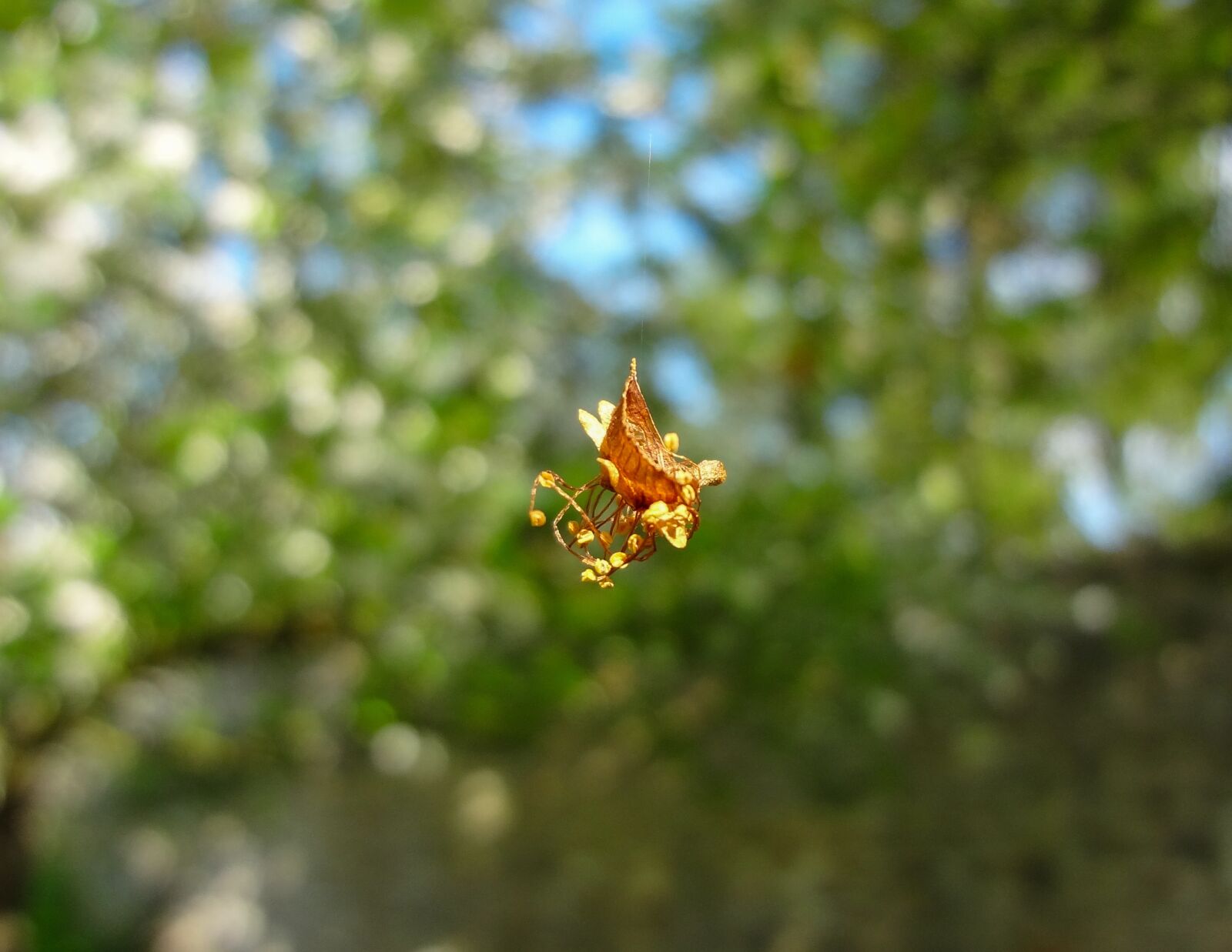 Sony DSC-WX7 sample photo. Flower of horse chestnut photography