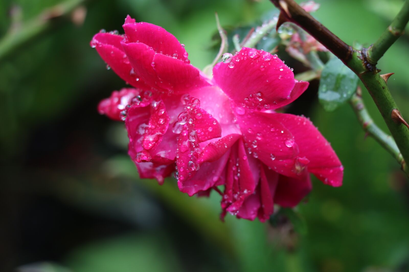 Canon EOS 77D (EOS 9000D / EOS 770D) sample photo. Rose, red, drops photography
