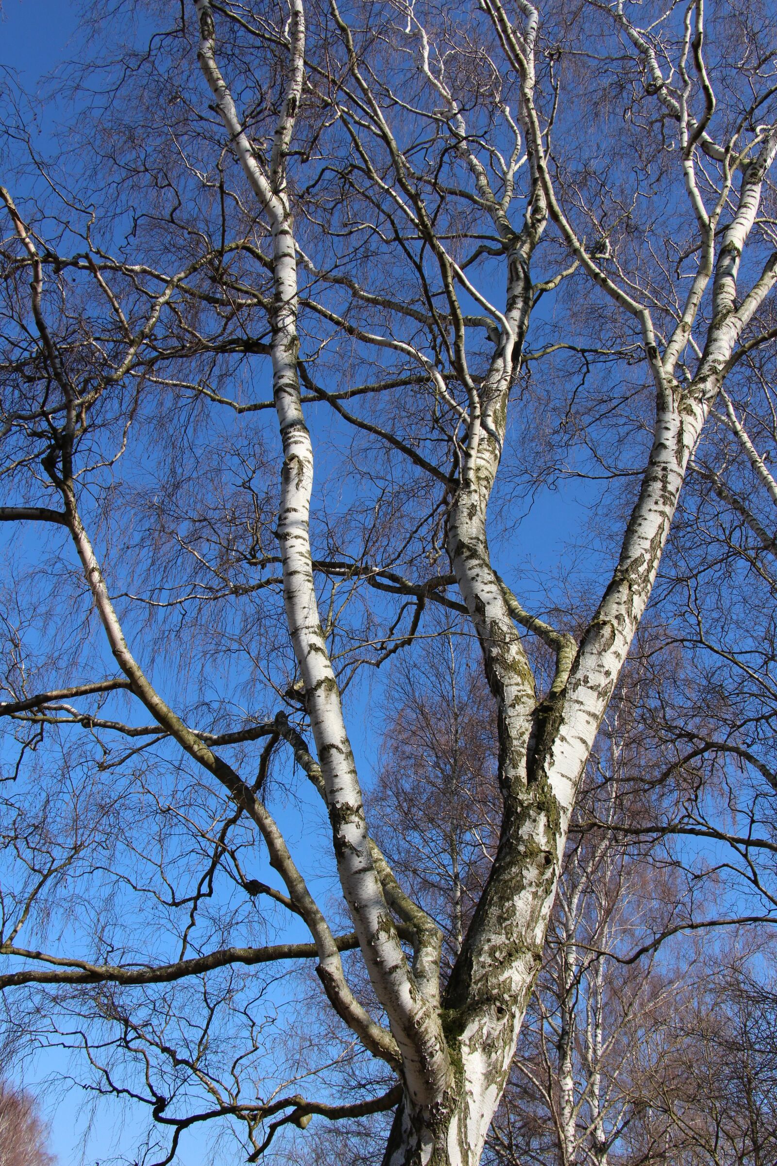 Canon EOS 700D (EOS Rebel T5i / EOS Kiss X7i) sample photo. Birch, aesthetic, nature photography