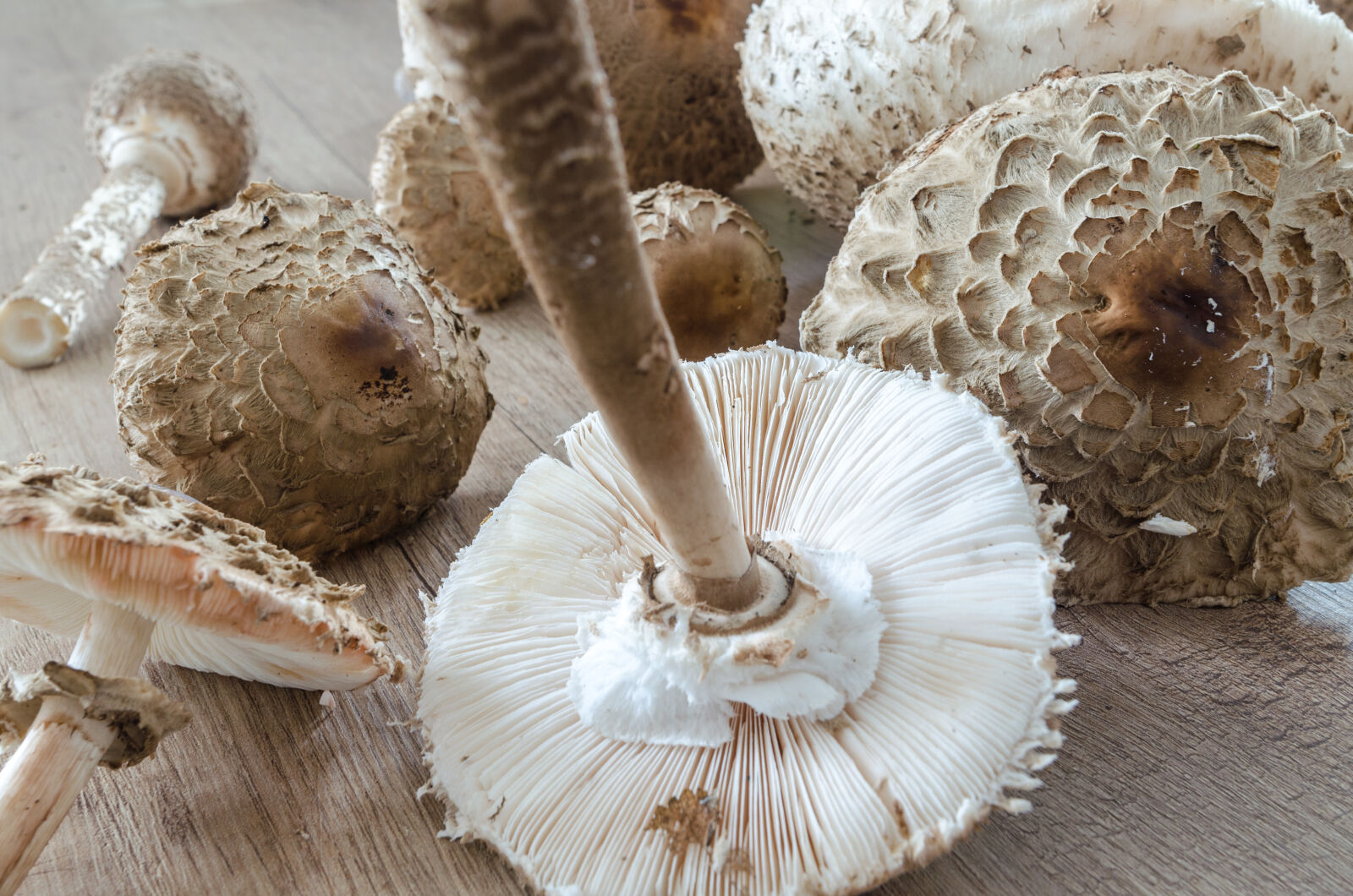 Nikon D5100 sample photo. Autumn, autumnal, boletus, boletus photography