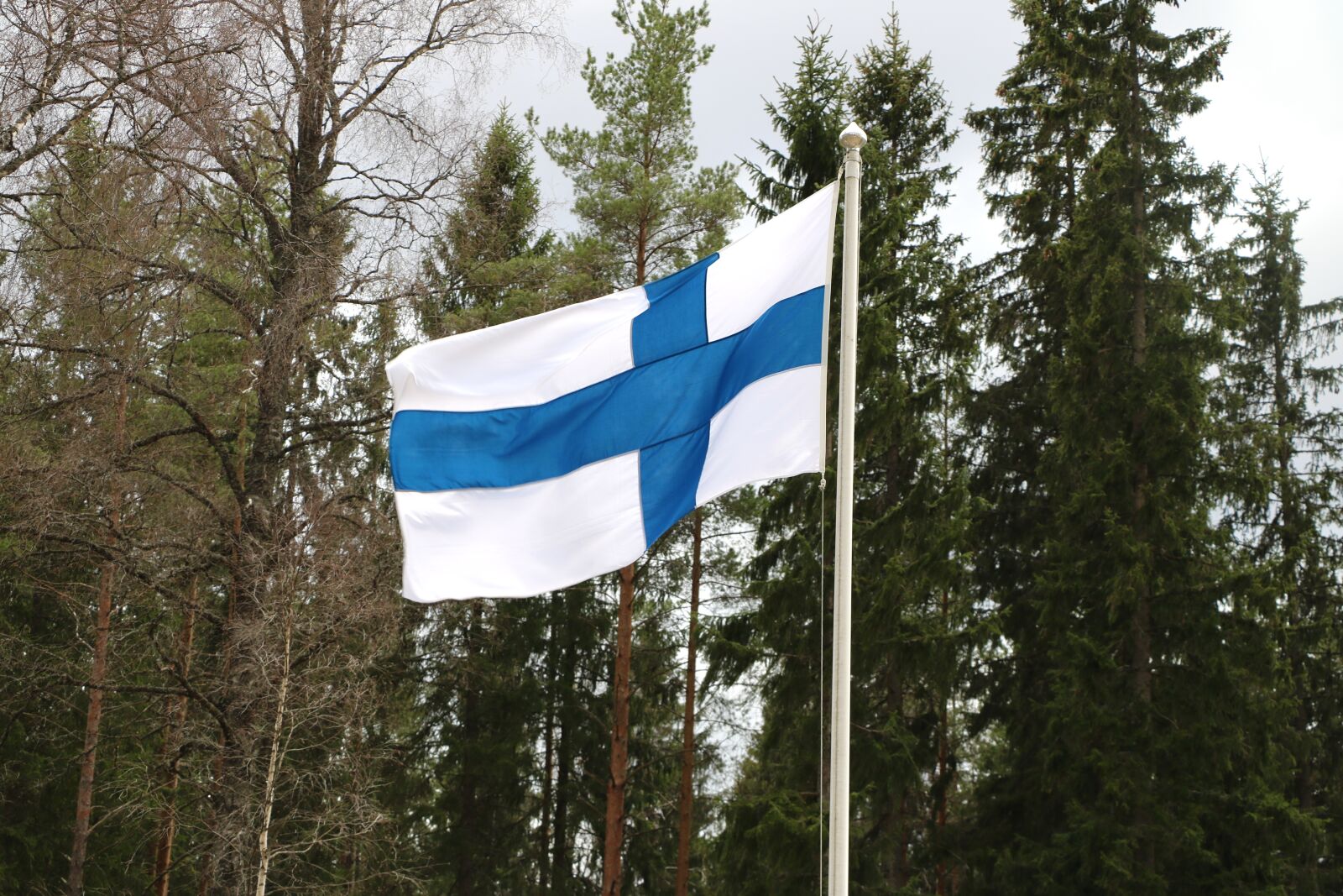 Canon EOS 750D (EOS Rebel T6i / EOS Kiss X8i) sample photo. Tree, flag, nature photography