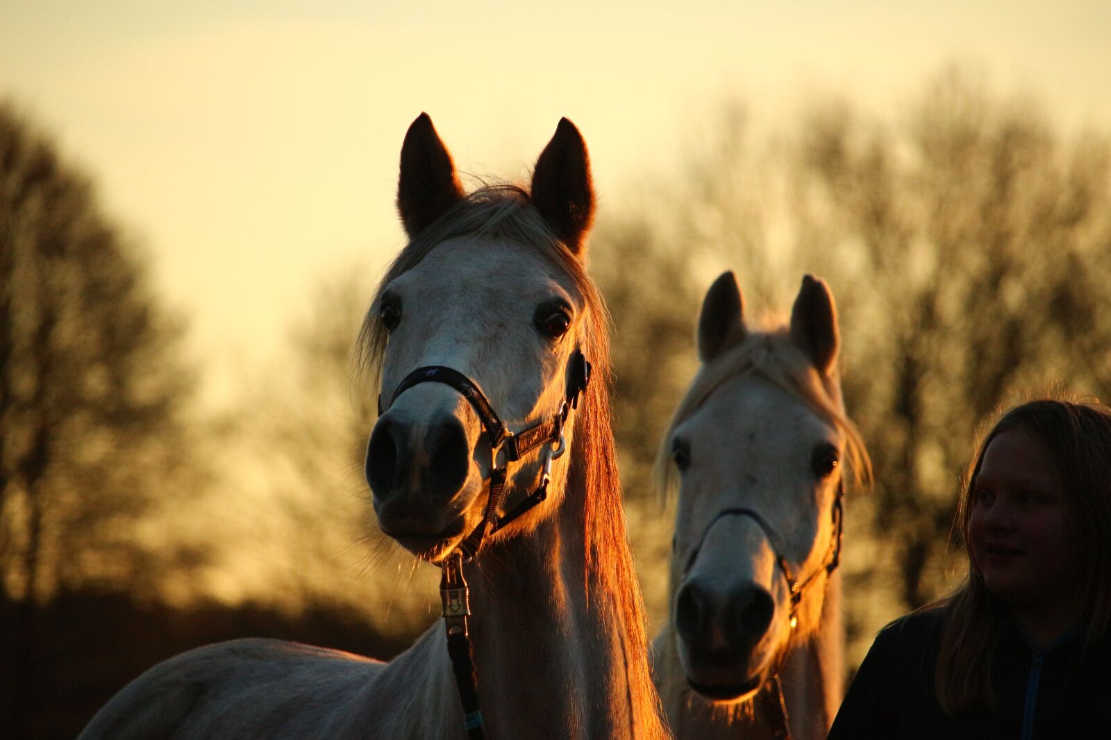 Canon EOS 100D (EOS Rebel SL1 / EOS Kiss X7) sample photo. Horse, mold, evening light photography