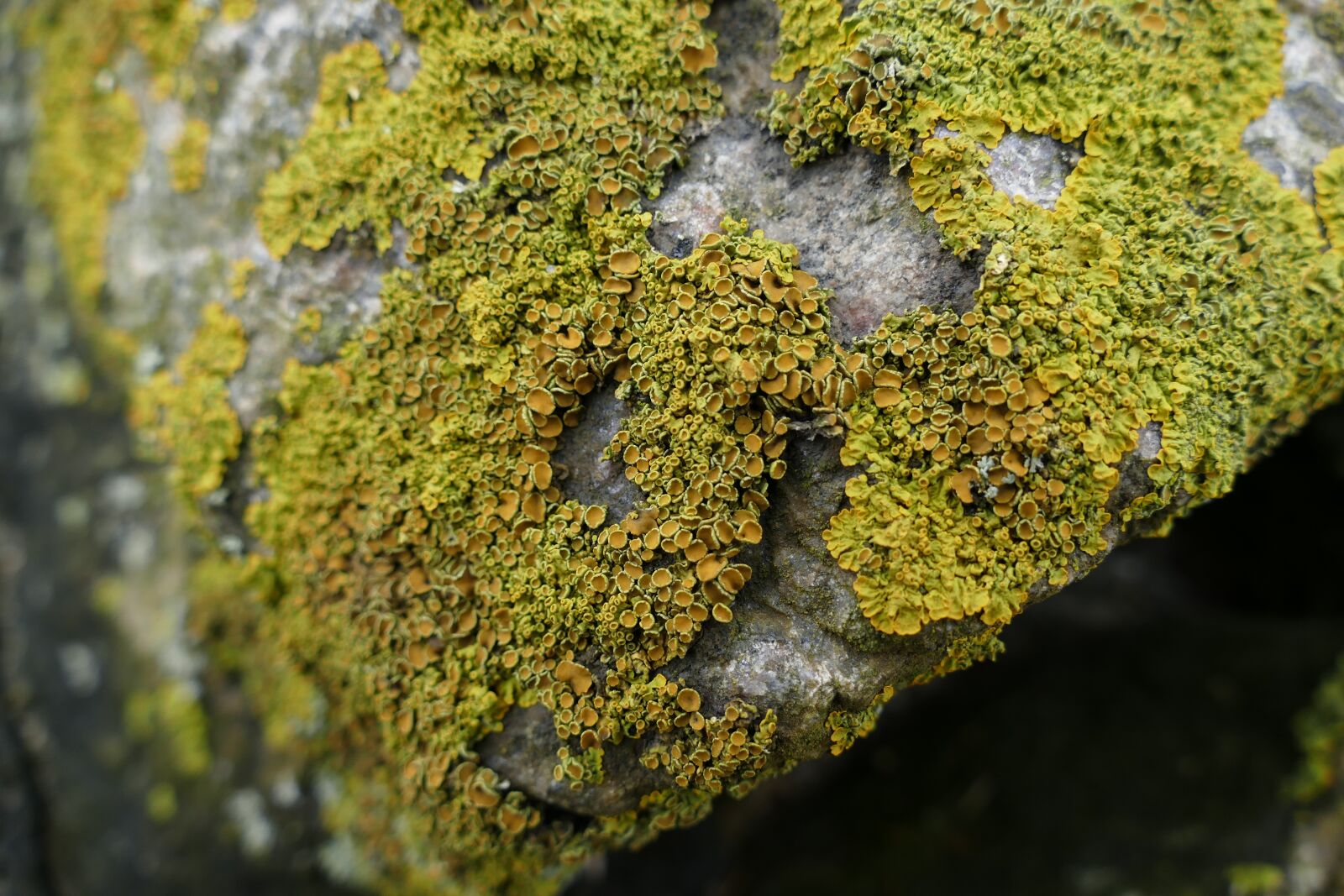 Panasonic Lumix DMC-FZ1000 sample photo. Nature, lichen, rock photography