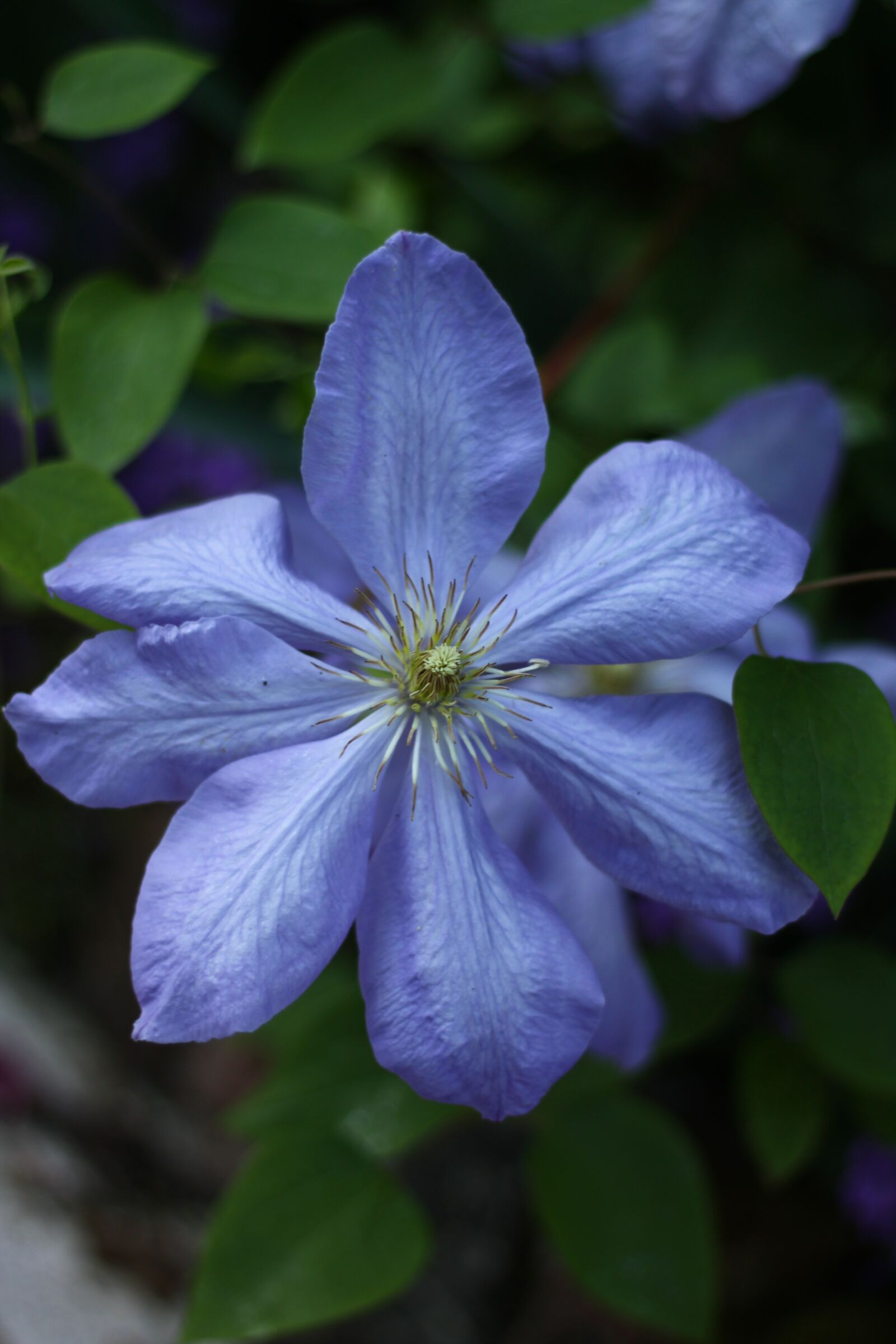 Canon EOS 50D sample photo. Clematis, blue, plants photography