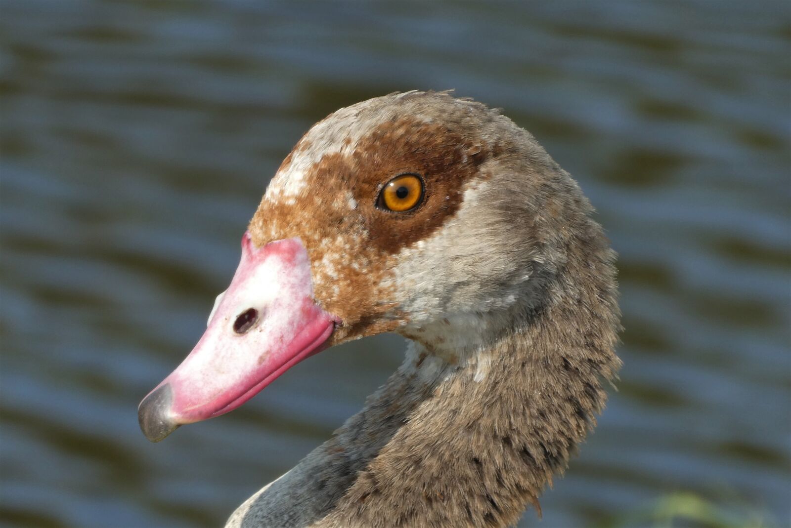 Panasonic Lumix DC-ZS70 (Lumix DC-TZ90) sample photo. Nile goose, head, beak photography