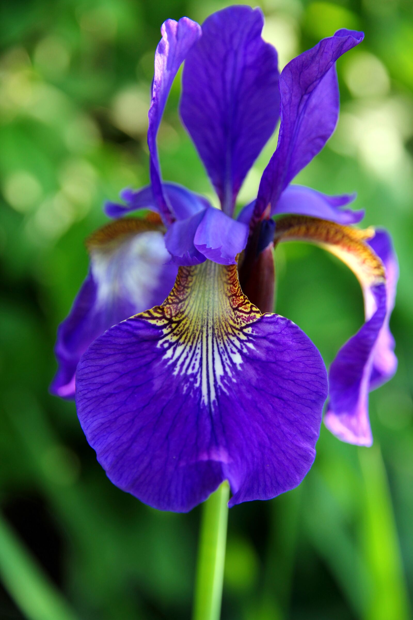 Canon EOS 60D sample photo. Iris, flower, blossom photography