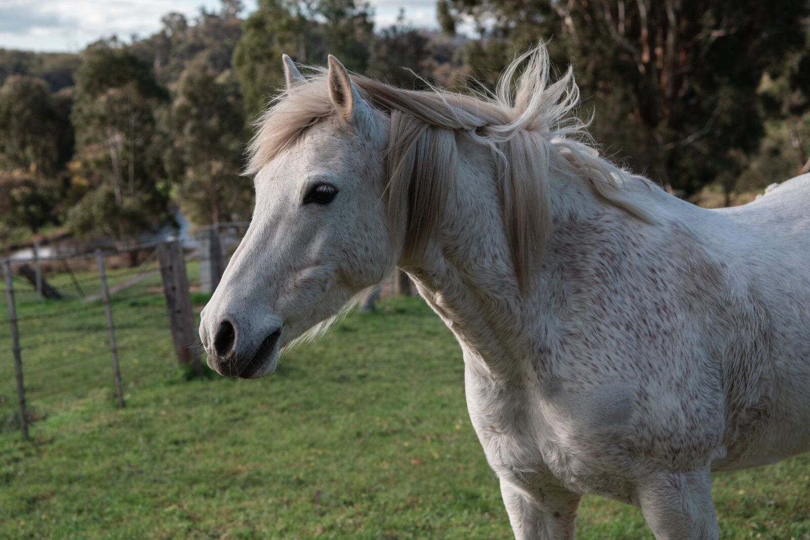 Nikon D750 sample photo. Horse, pony, australian pony photography