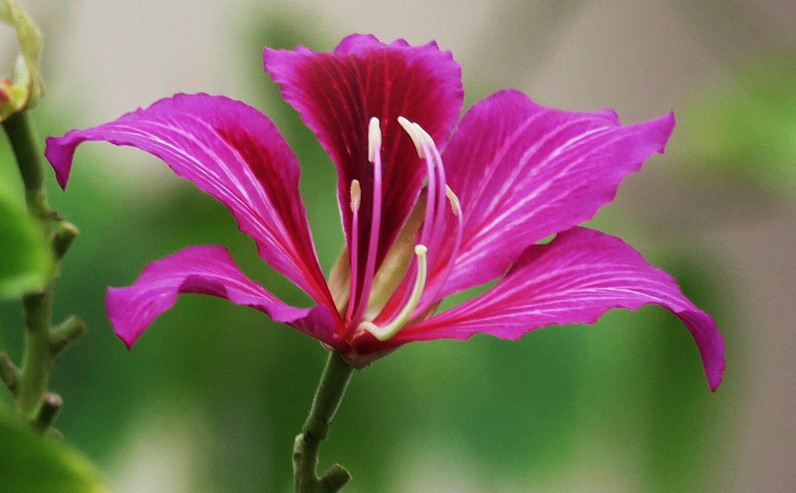 Canon PowerShot G3 X sample photo. The yips, hong kong photography