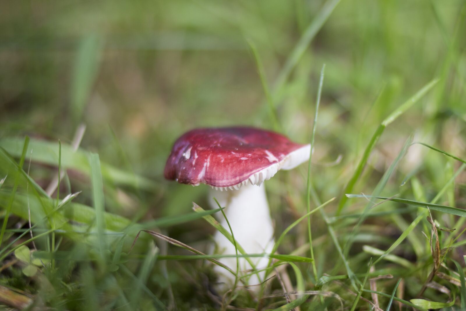 Canon EOS 70D + Canon EF 35mm F2 sample photo. Mushroom, rousku, nature photography