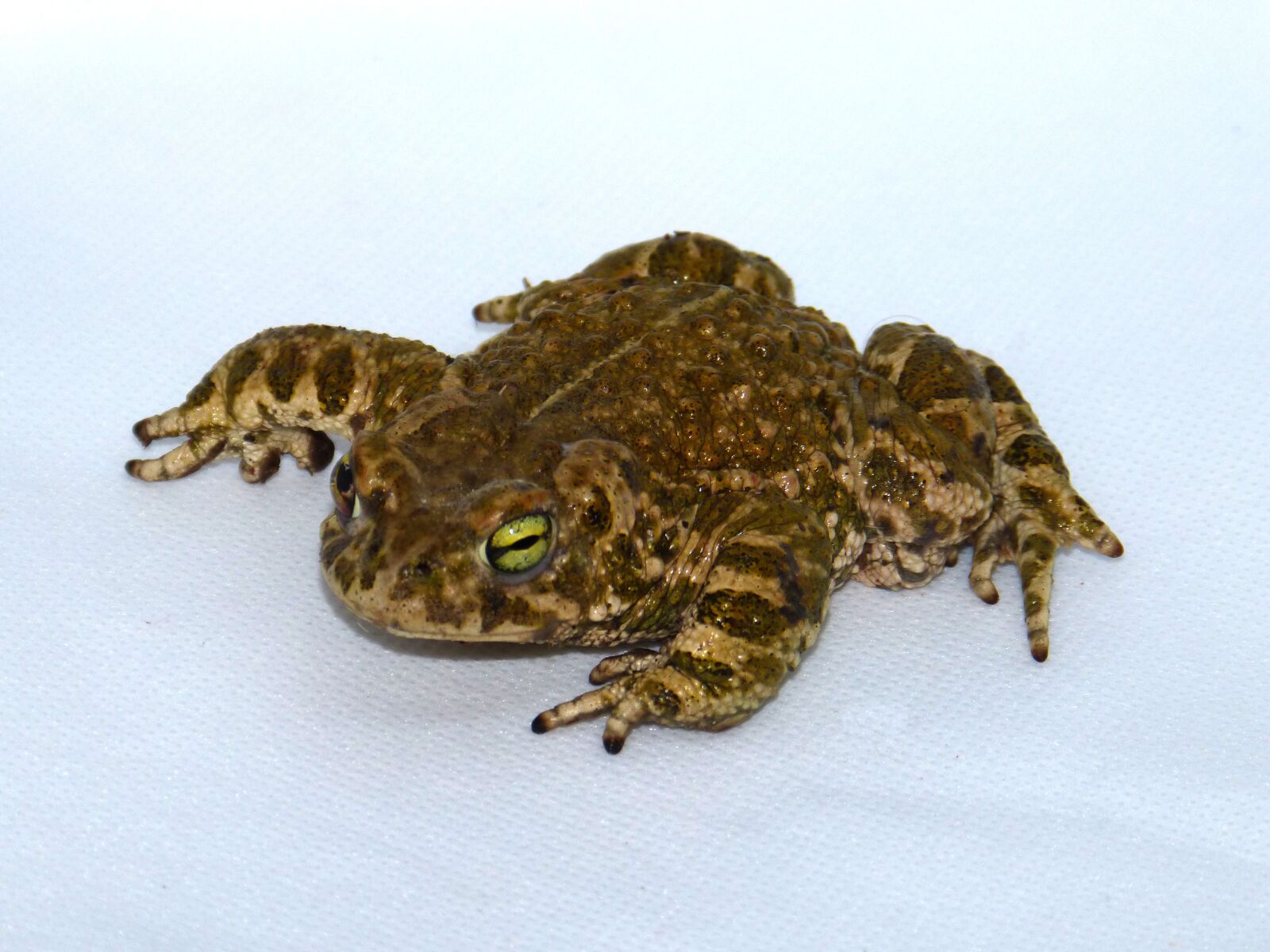 Panasonic DMC-FZ62 sample photo. Frog, batrachian, detail photography