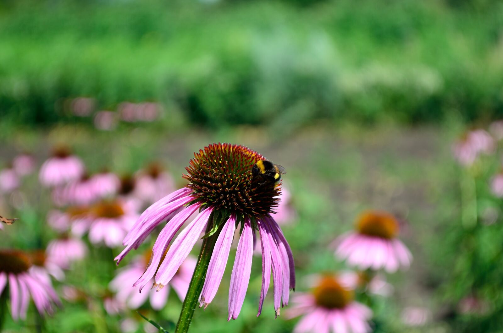Nikon D5100 sample photo. Summer, flowers, motley grass photography