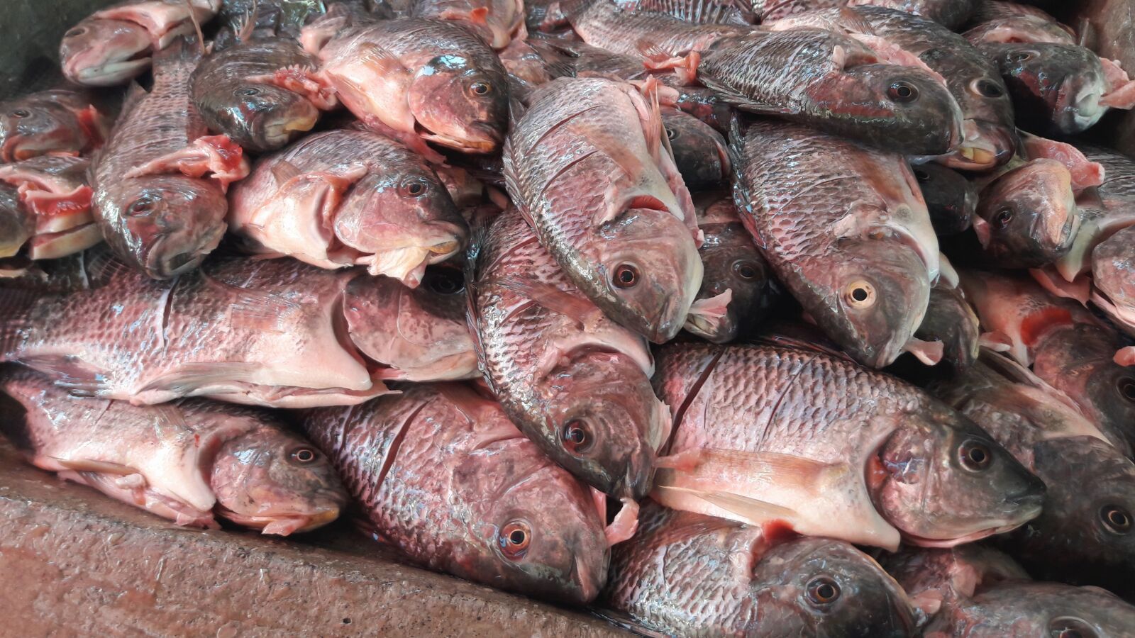 Samsung Galaxy J7 sample photo. Fresh, fish, fishes photography