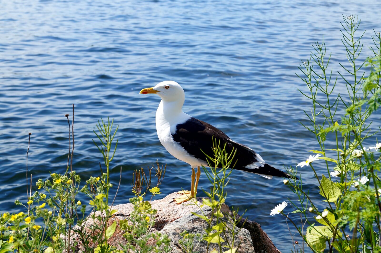 Sony SLT-A58 sample photo. Lesser black-backed gull, fj photography