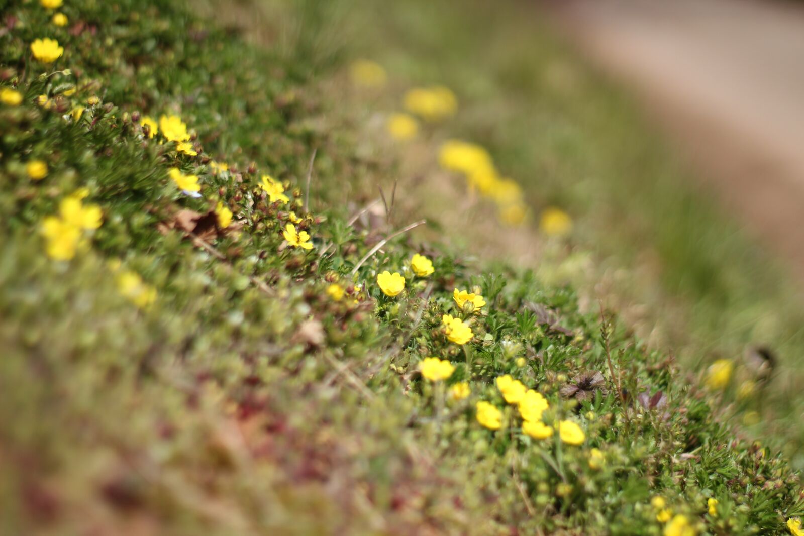 Canon EOS 1300D (EOS Rebel T6 / EOS Kiss X80) sample photo. Meadow, spring, nature photography