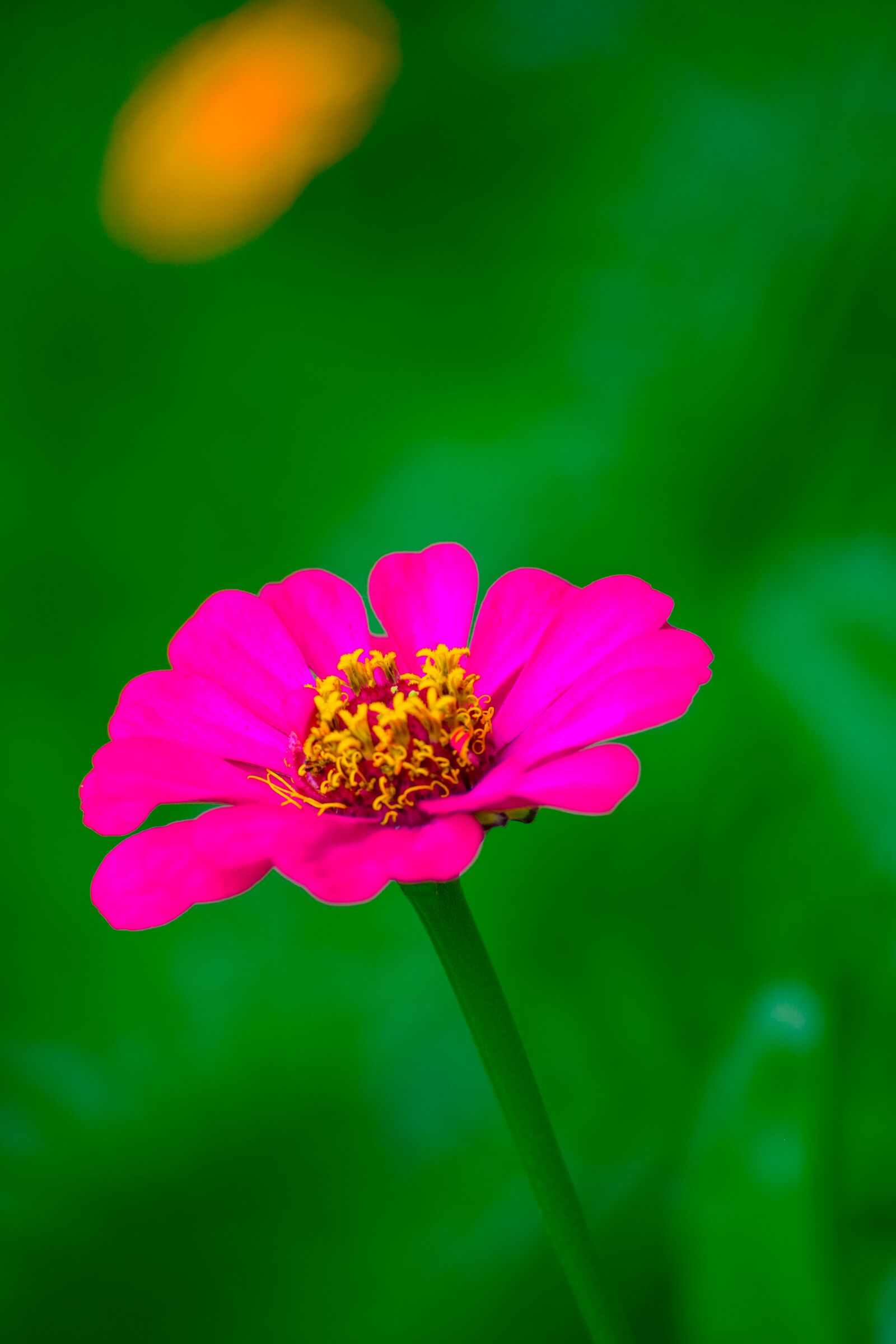 Nikon D5300 sample photo. Flower, rose, nature photography