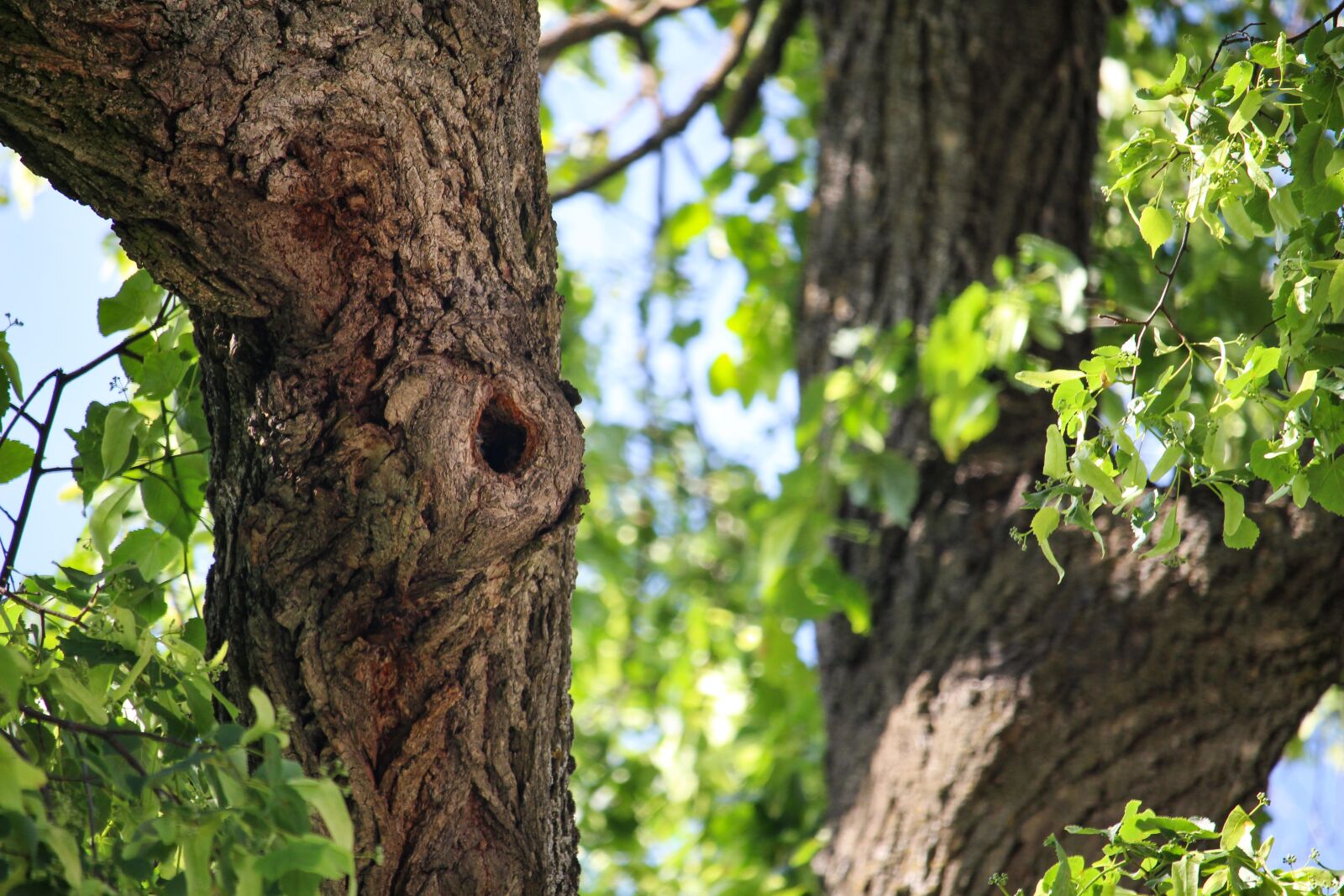 Canon EOS 100D (EOS Rebel SL1 / EOS Kiss X7) sample photo. Lair, tree, greenery photography