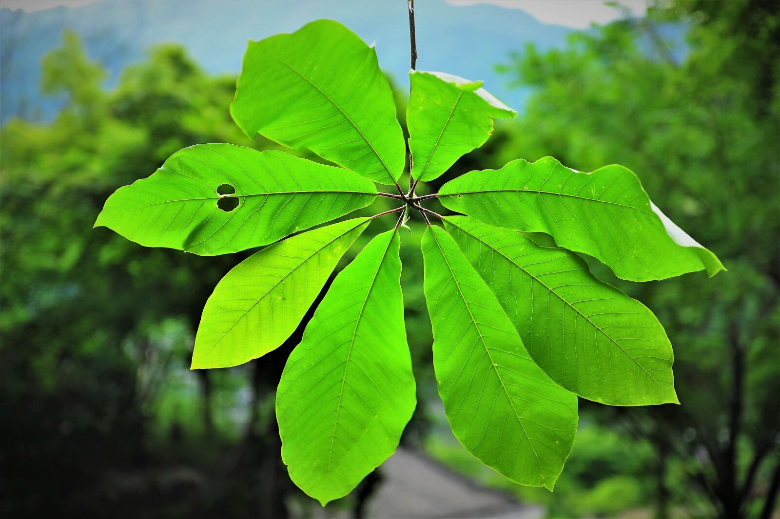 Nikon D3S sample photo. The silver magnolia, green photography