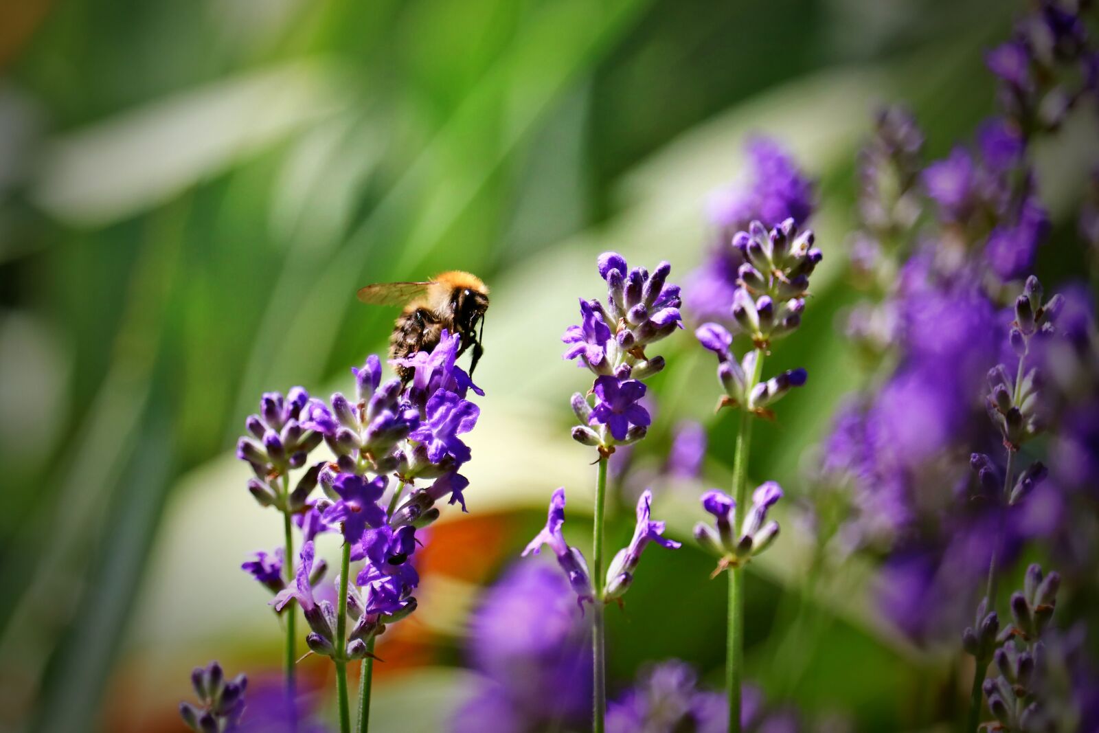 Canon EOS 80D sample photo. Lavender, bourdon, garden photography