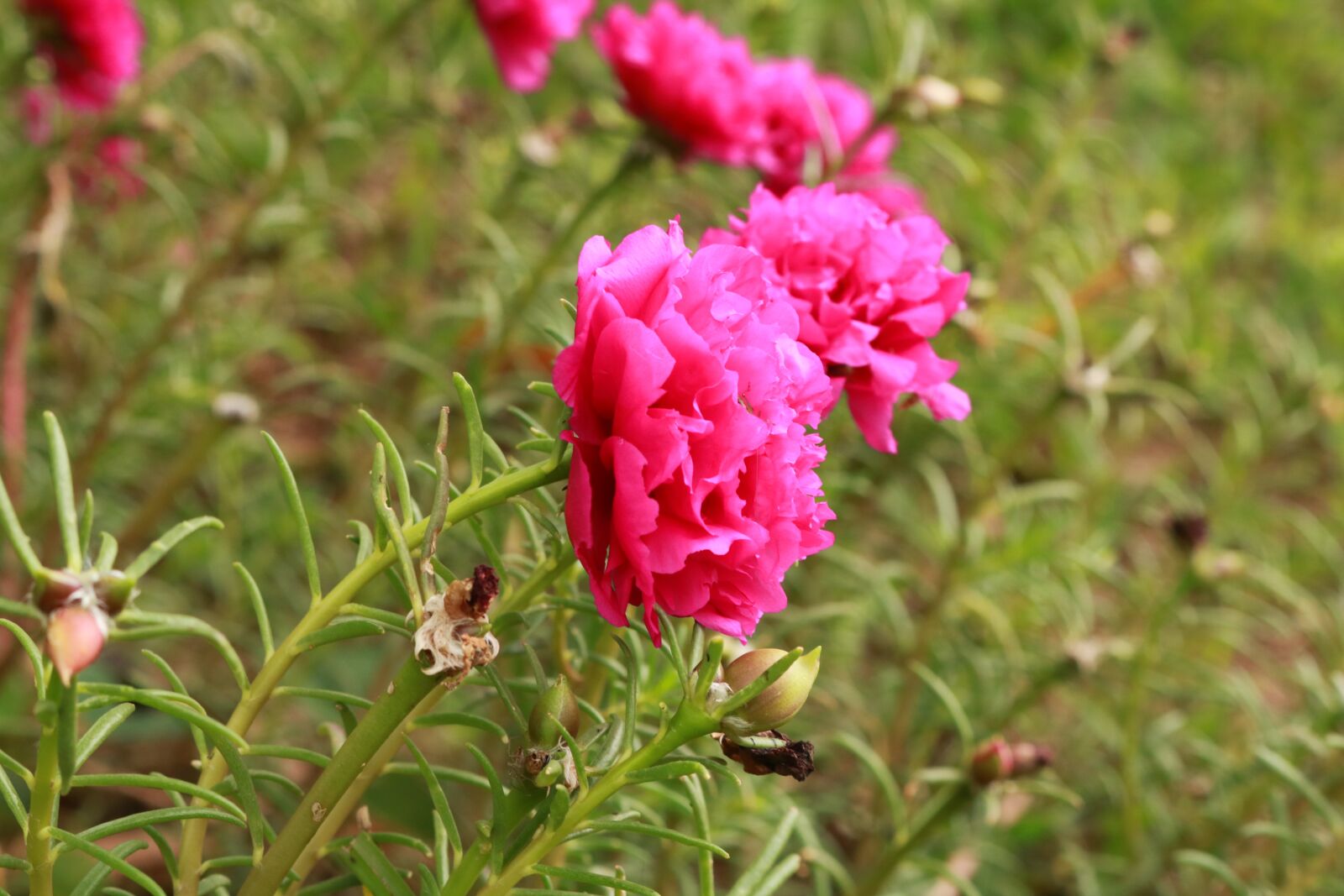 Canon EOS 750D (EOS Rebel T6i / EOS Kiss X8i) sample photo. Flower, nature, garden photography