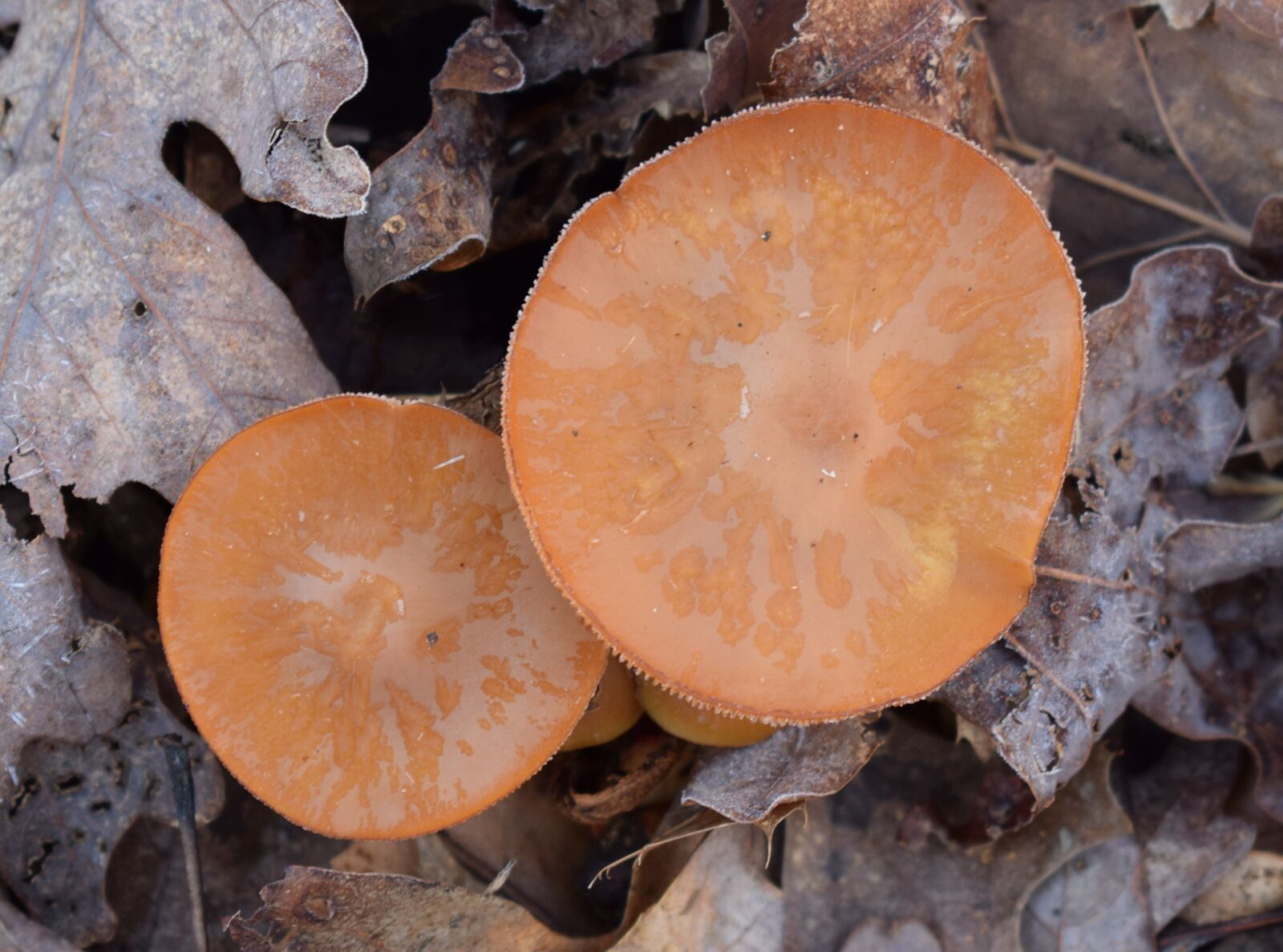 Nikon D3300 sample photo. Orange mushrooms, mushroom, fungi photography