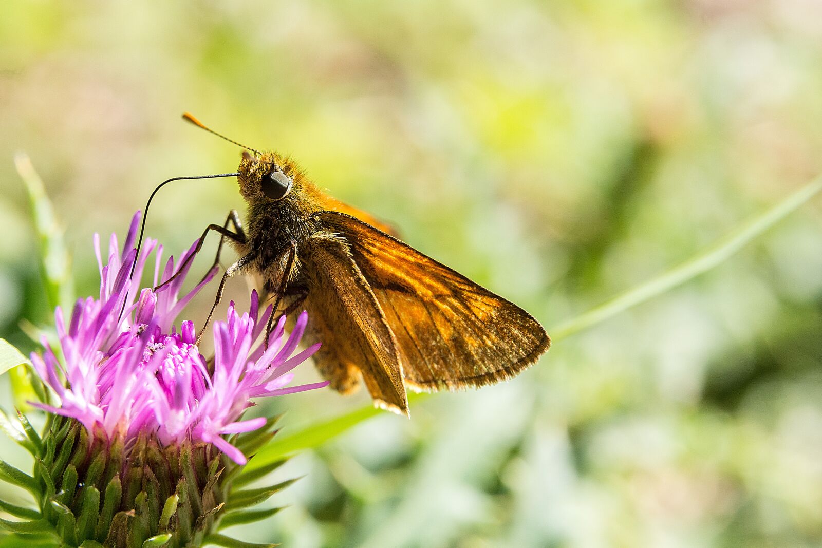 Nikon D7200 sample photo. Butterfly, flower, blossom photography