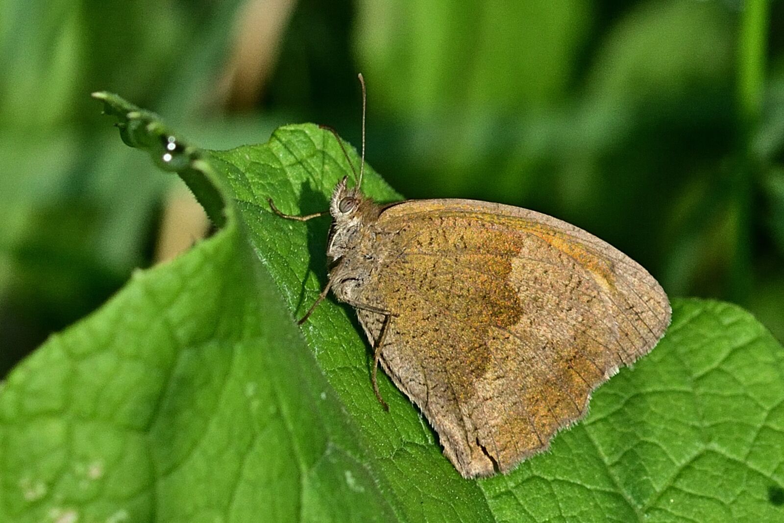 Nikon D5200 sample photo. Butterfly, butterflies, close up photography
