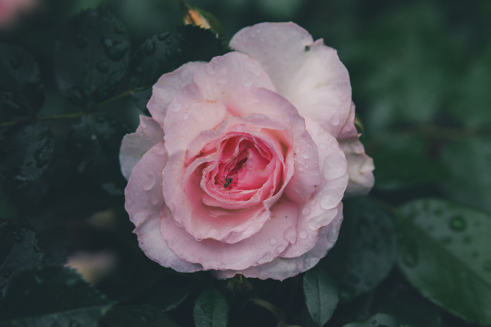 30mm F1.4 DC DN | Contemporary 016 sample photo