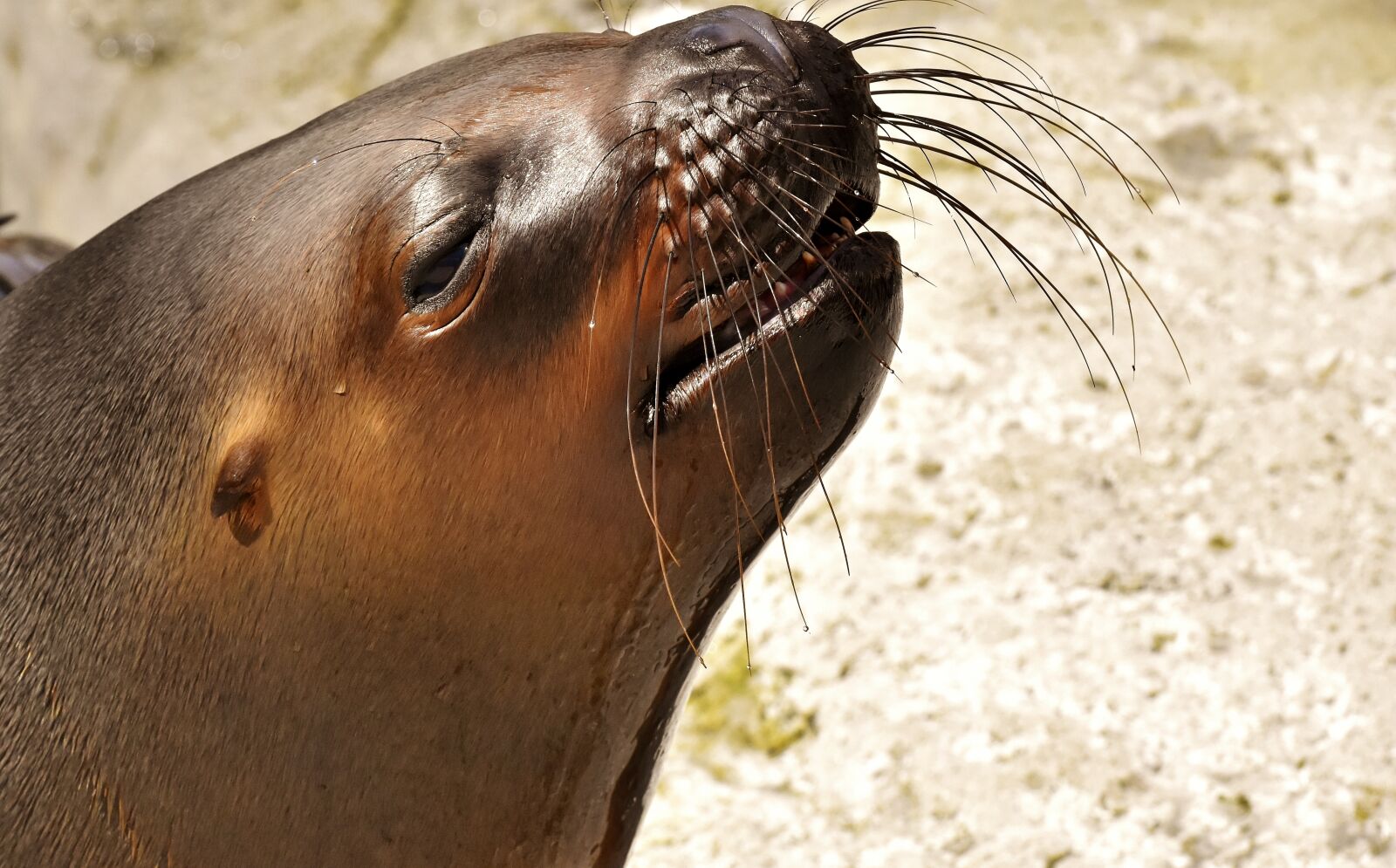 Nikon D7200 sample photo. Seal, sea lion, water photography