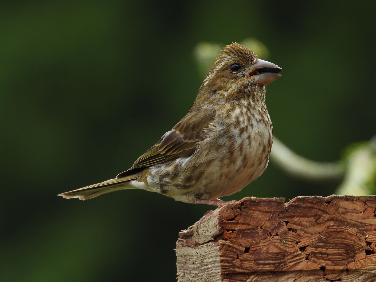 Nikon Coolpix P1000 sample photo. Sparrow, bird, nature photography